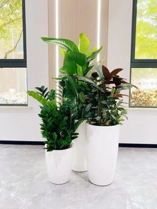 优质植物租摆服务，就在宁波镇海！